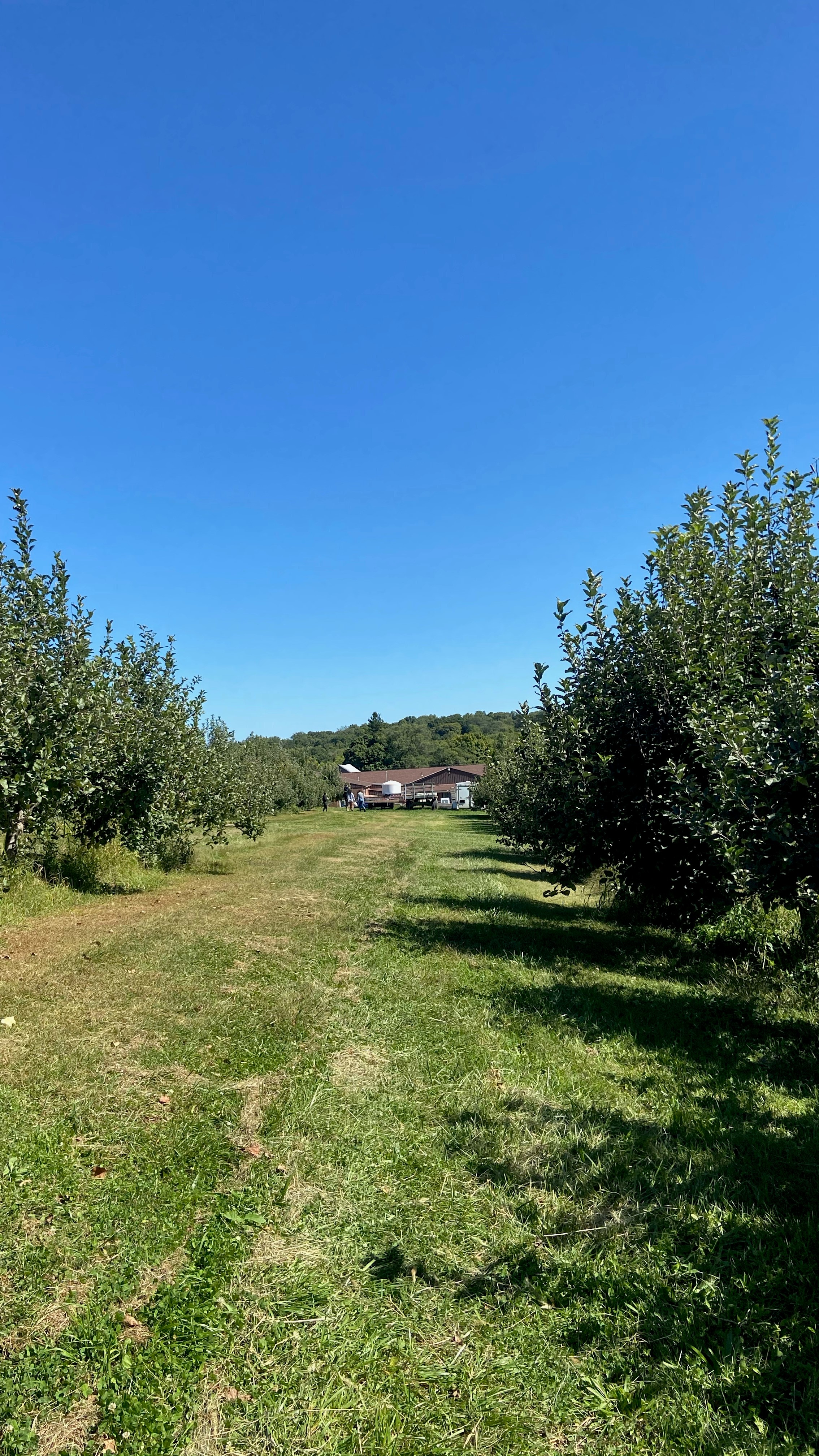 sunny apple orchard