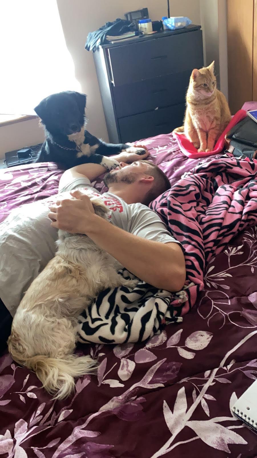 man laying on bed with a black dog, a white dog, and an orange cat 