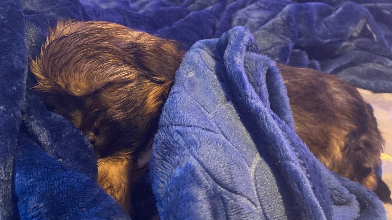 brown puppy sleeping in blue blanket 