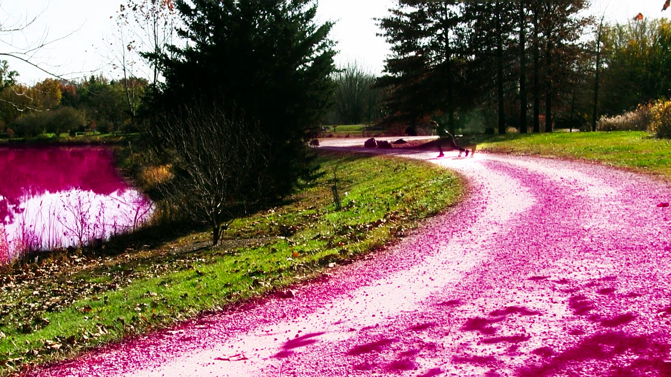 A color photograph of a landscape. A pink path curves along a green bank of grass and dark green pine trees and into the distance. 