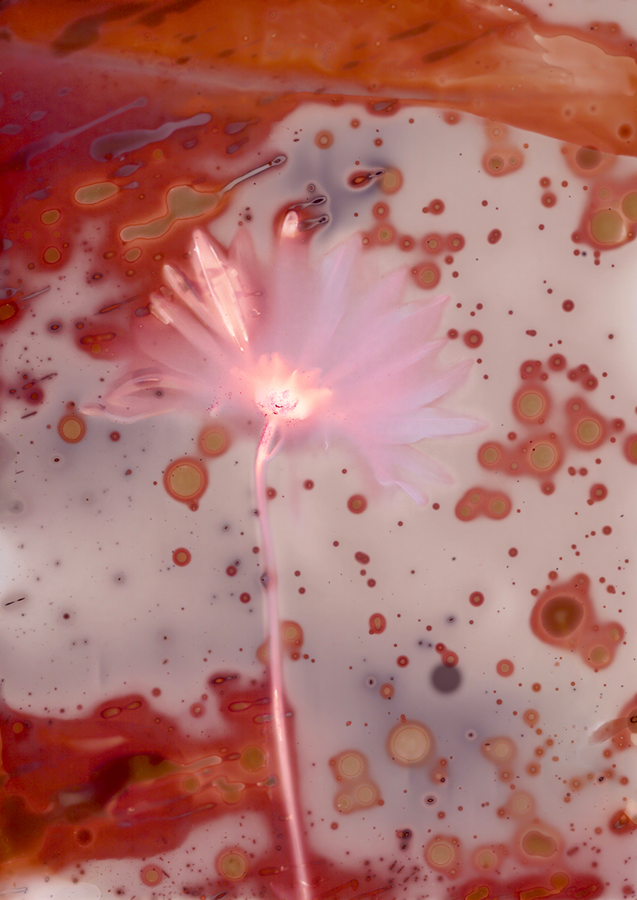 A photo of a pink and purple flower with orange chemical shapes on the film