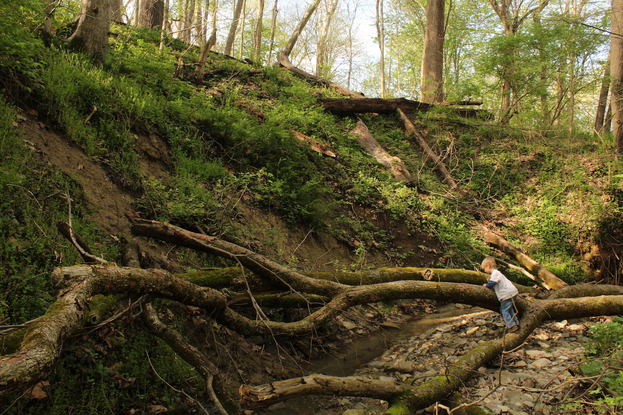 A child climbs on a fallen tree that is balanced over a creek bed