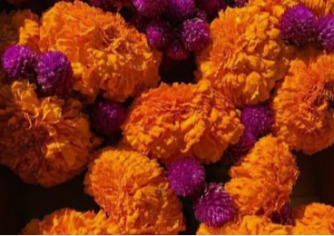 Close-up of orange mums with purple flowers. 