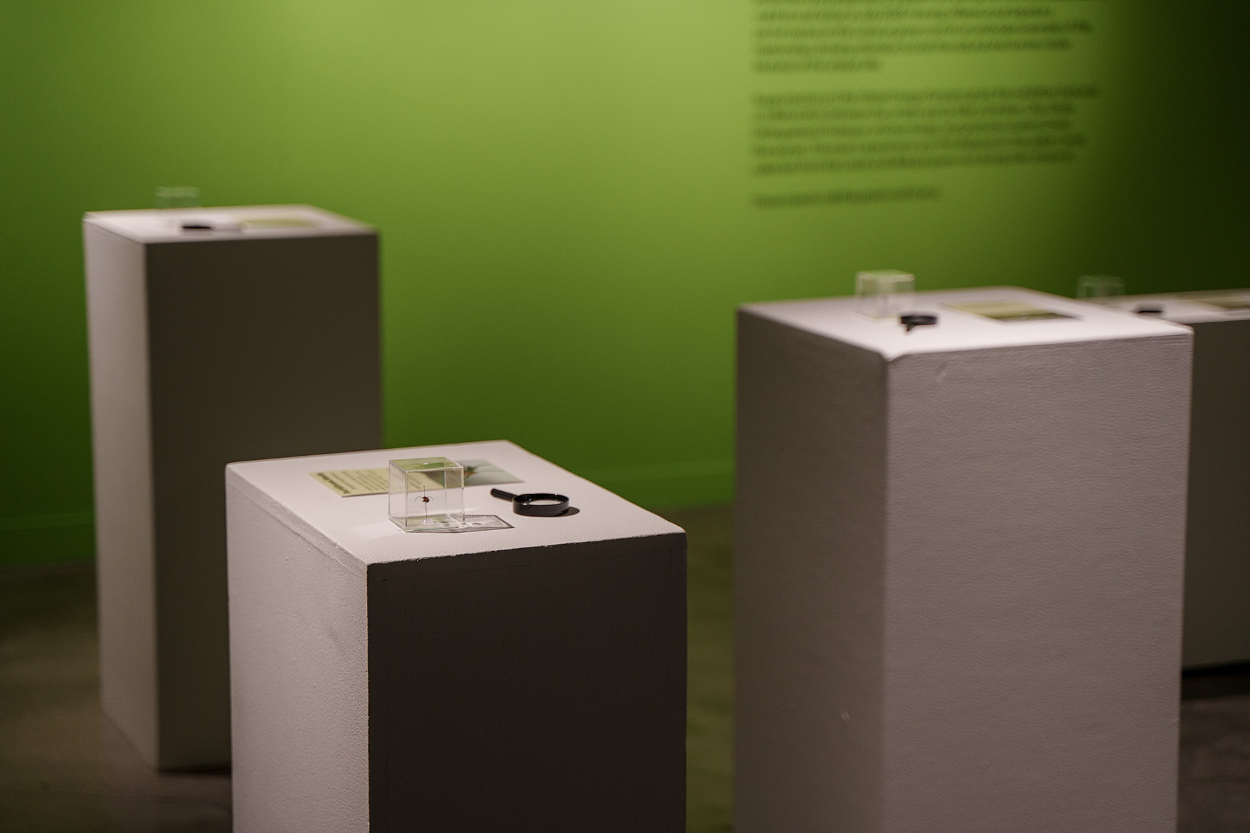 pedestals with insect samples and magnifying glasses