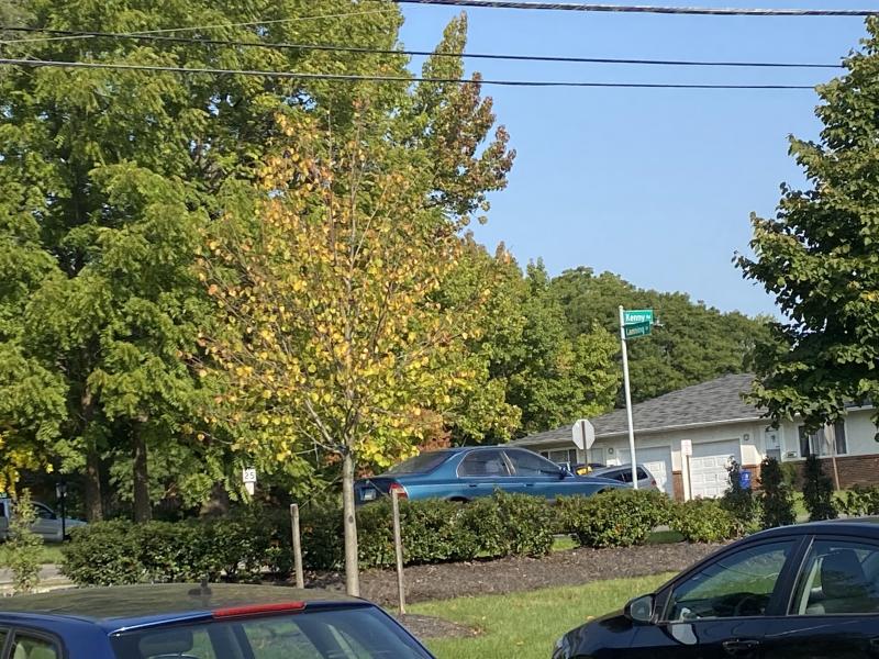 autumn tree in parking lot