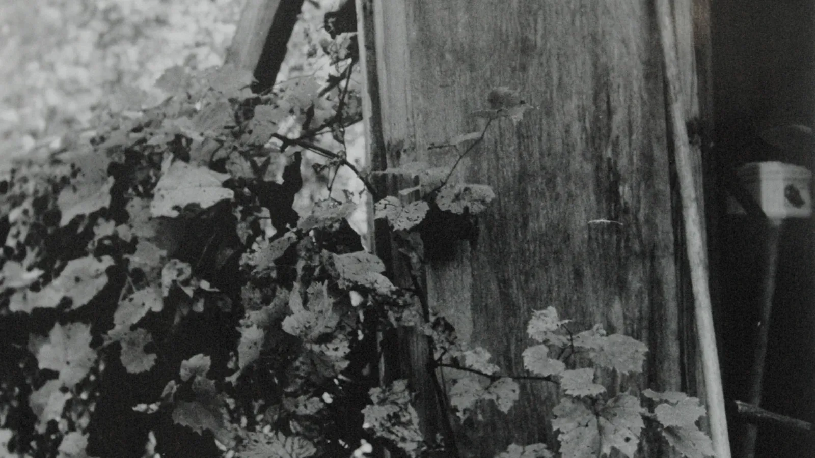 Noelle Klein, Nature's Nurture, B&W Film on Fiber Paper, 2014