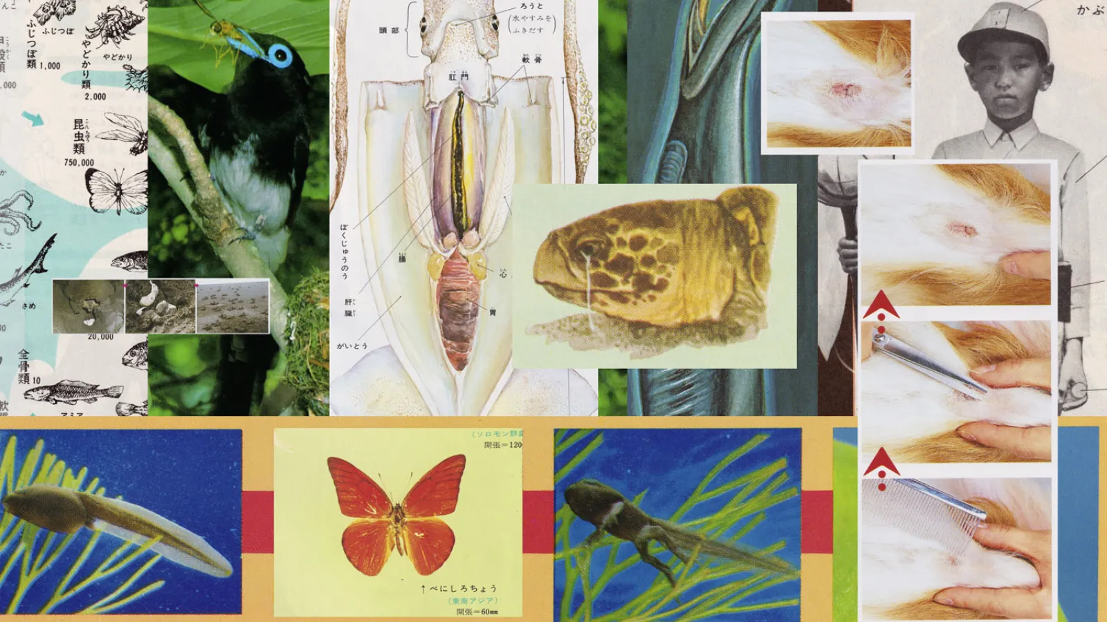 collaborative animals poster, collage of animal imagery