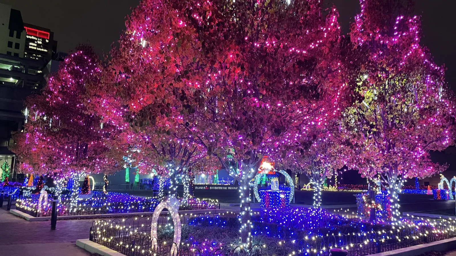 trees in the Columbus Commons covered in pink and blue lights during the holidays