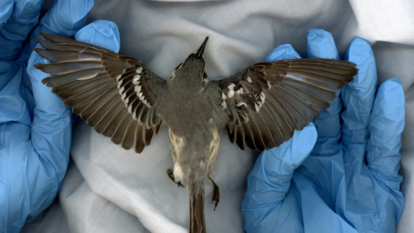 a dead bird with open wings handled by blue gloves