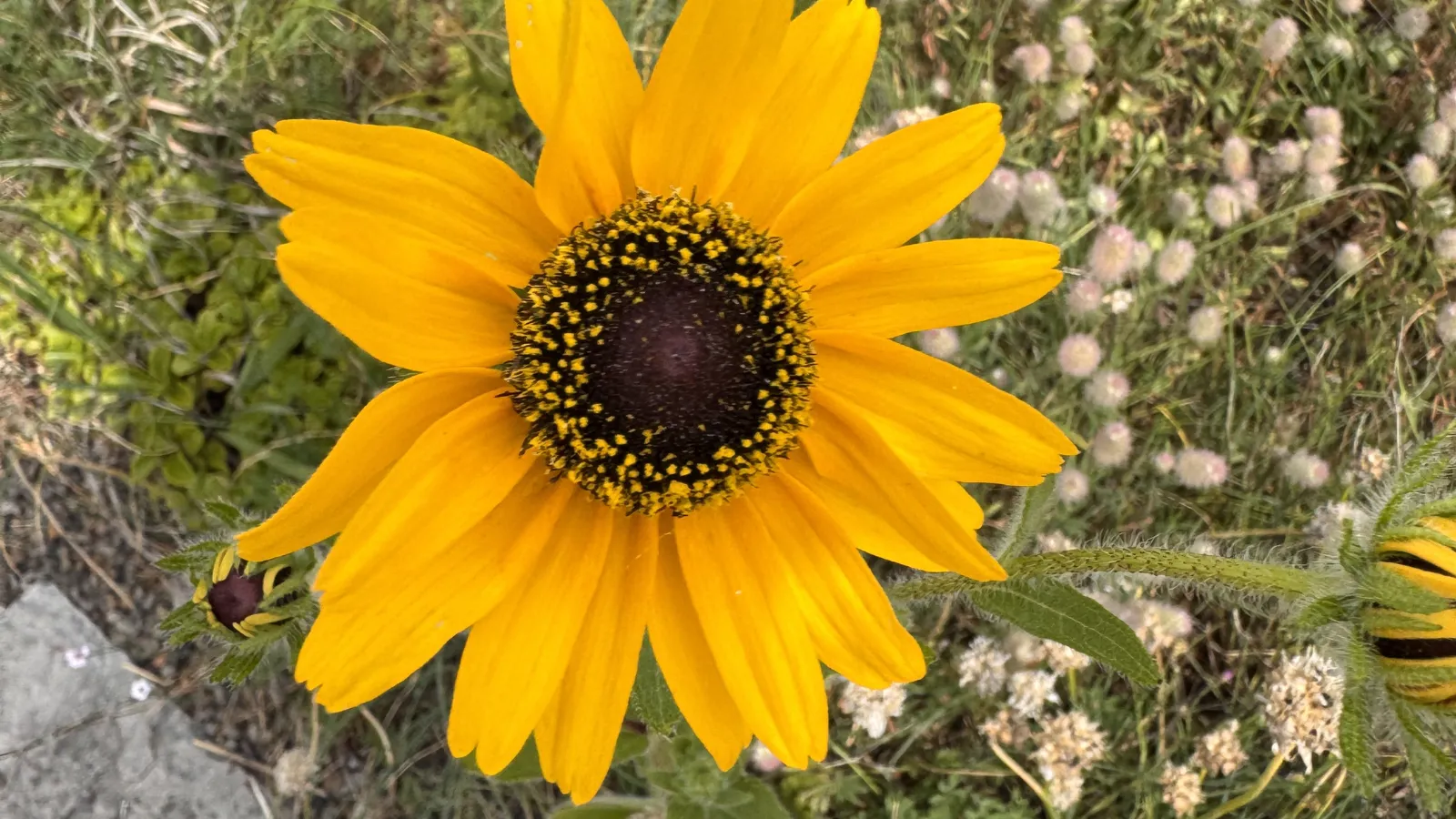 Close up image of a single yellow flower