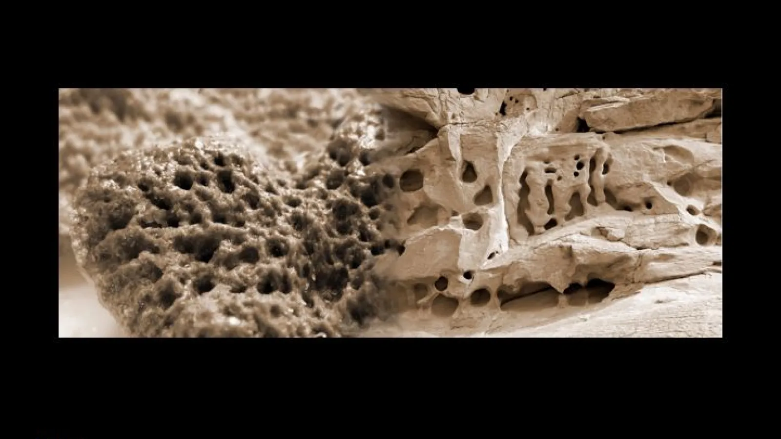 Debbie Rosenfeld, Alien Biomes #1, 2008