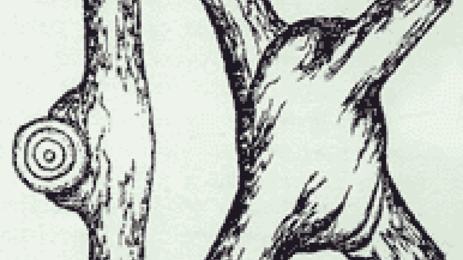 Inosculation image