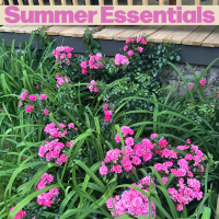 Summer Essentials in the foreground of flowers