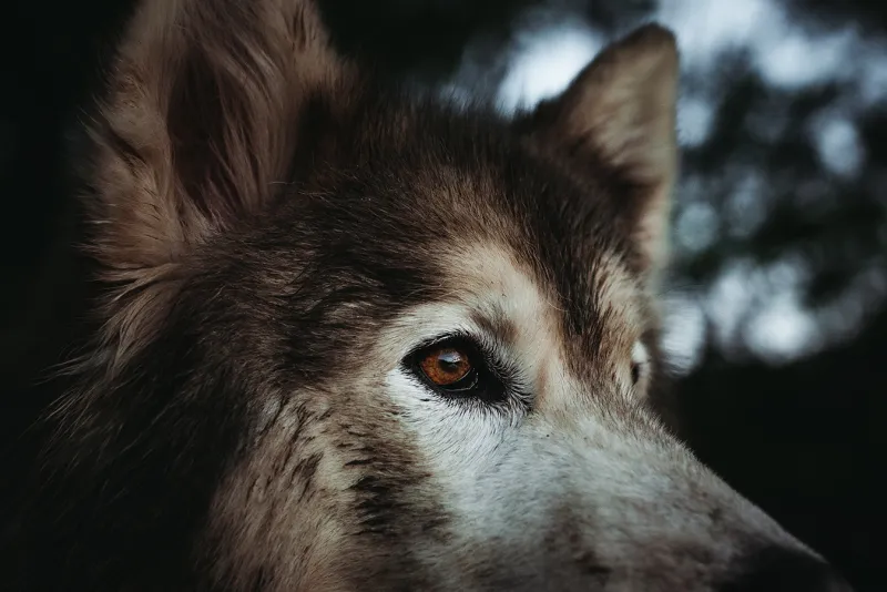 dog with muddy face