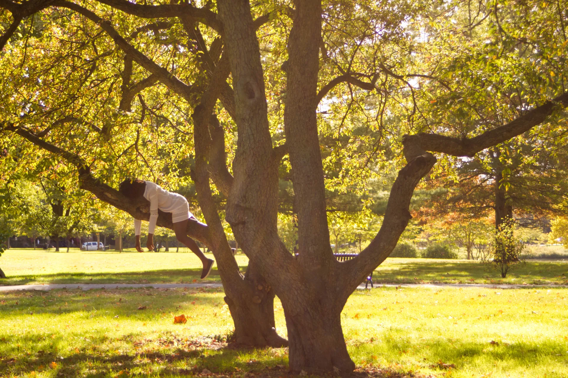 Woman and a tree