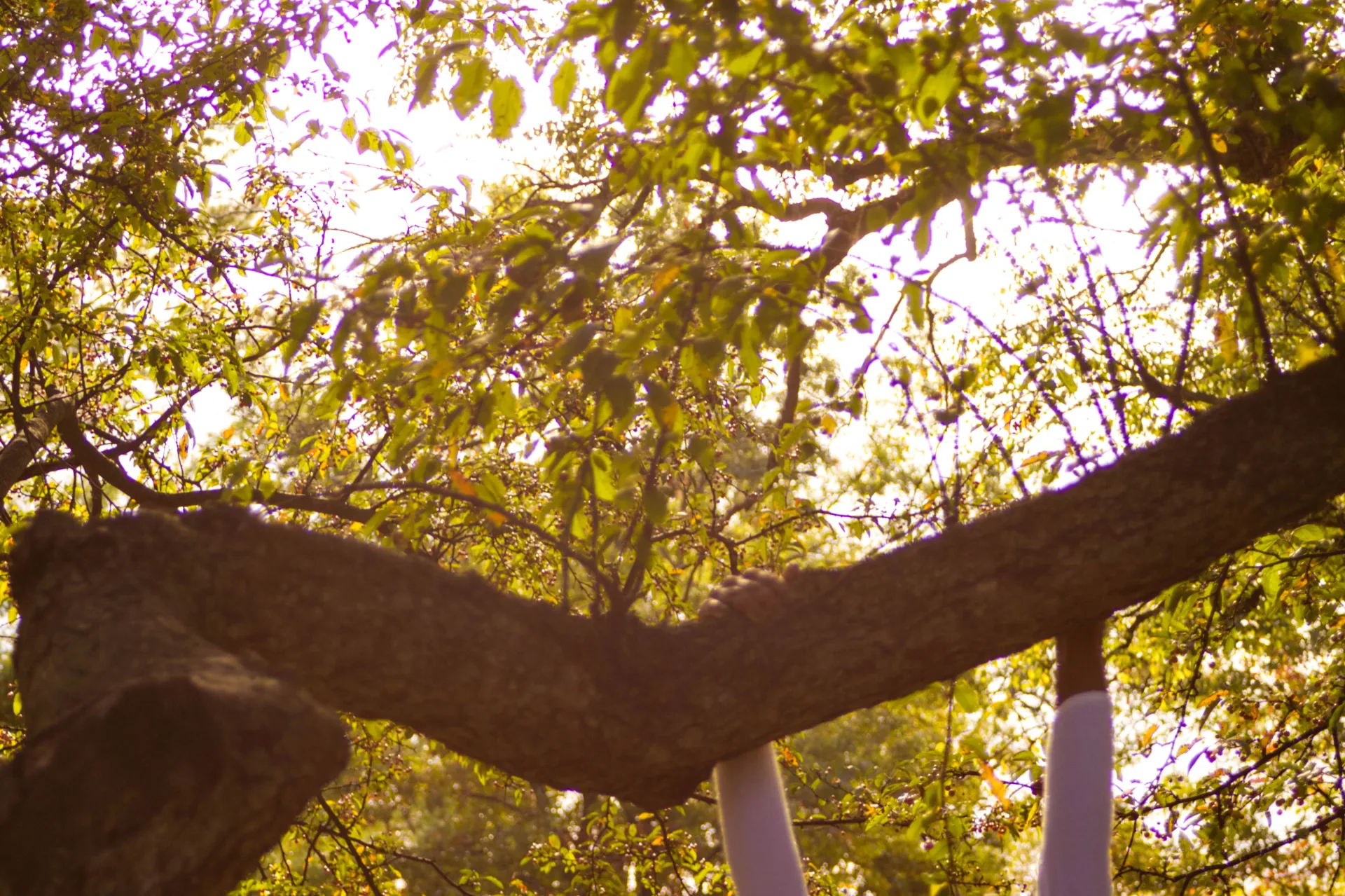 Woman and a tree