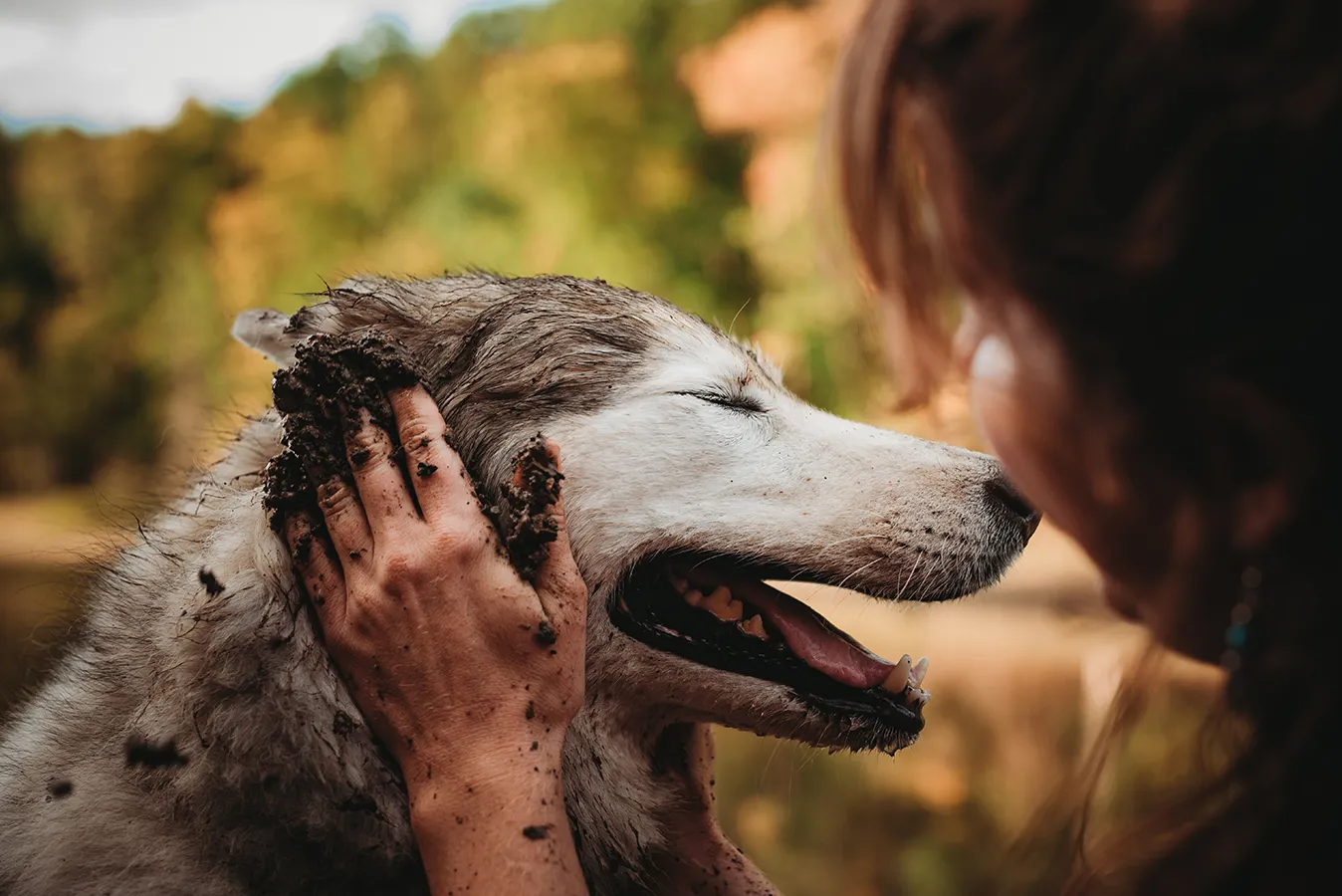 dog with mud on face