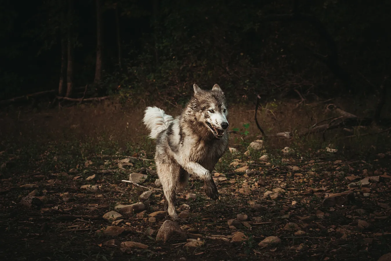 dog playing in mud