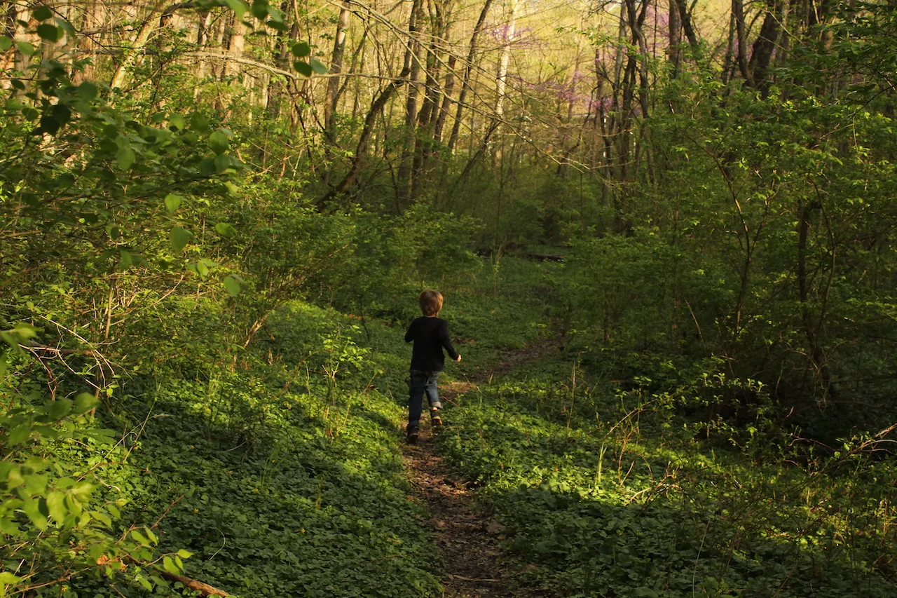 A child runs down a forest trail towards a purple tree