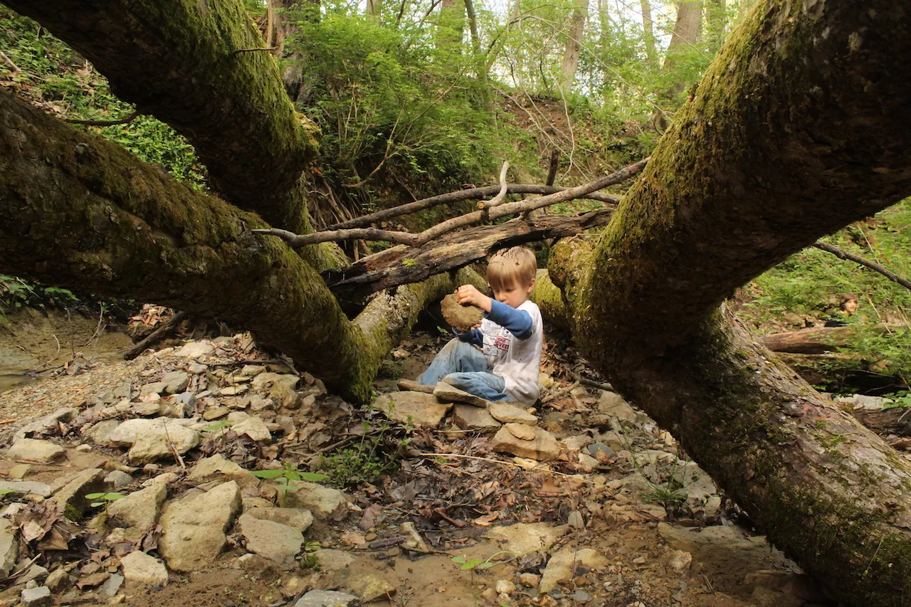 A child sits between two large trees in a forest, studying a rock