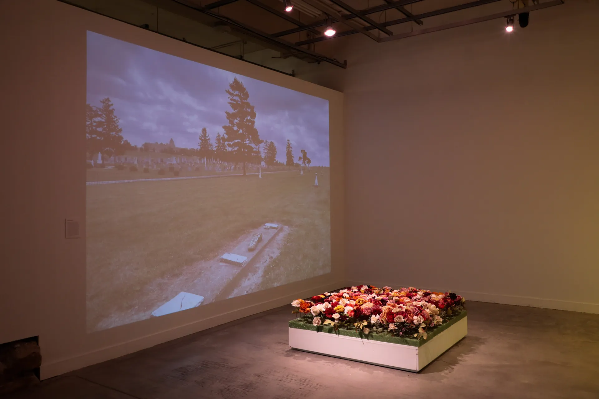 An image of a cemetery is projected onto the wall with a square flowerbed full of roses on the ground in front