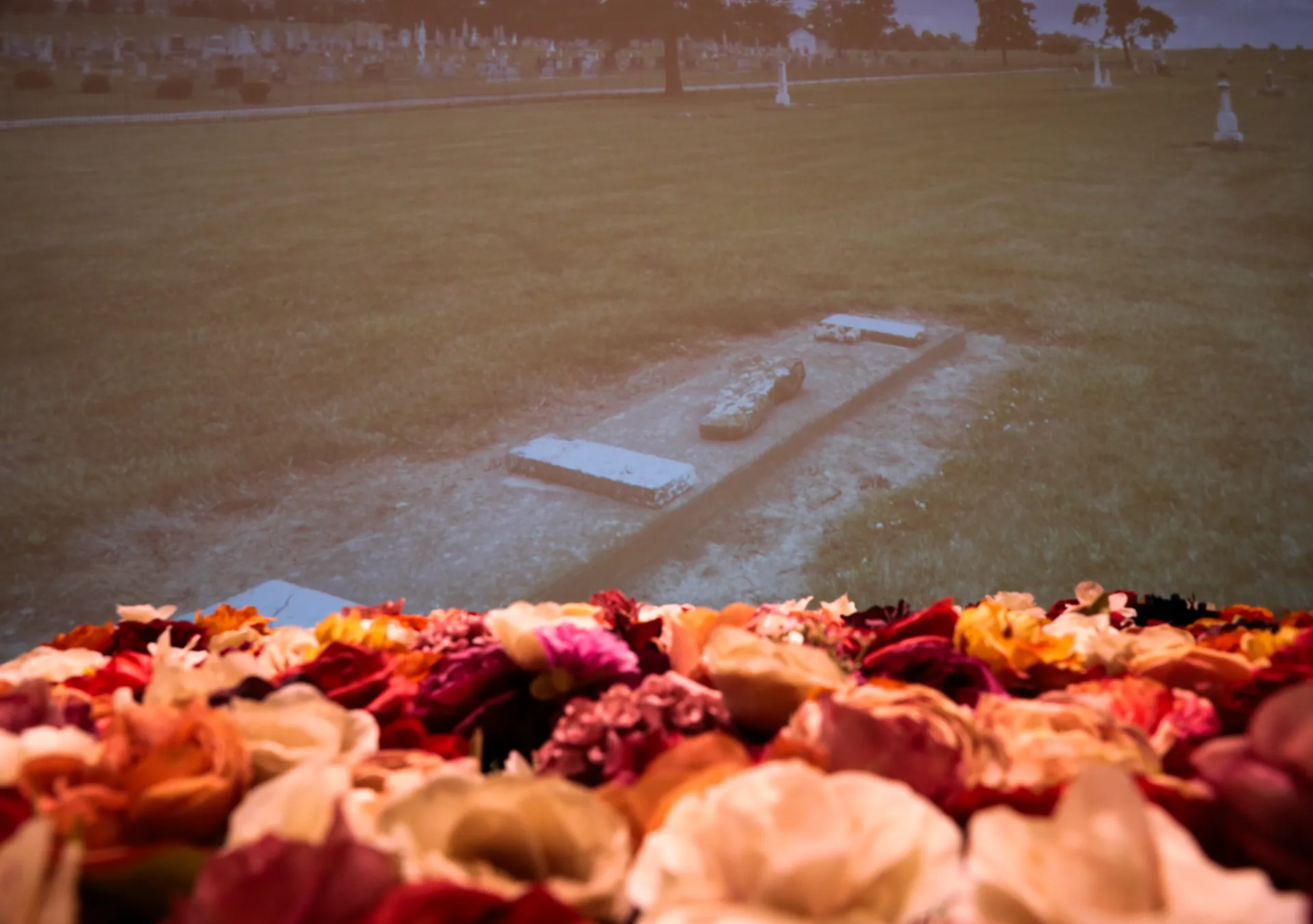 A variety of roses sit in front of a projected image of a cemetery 