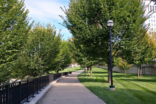 pathway lined with trees